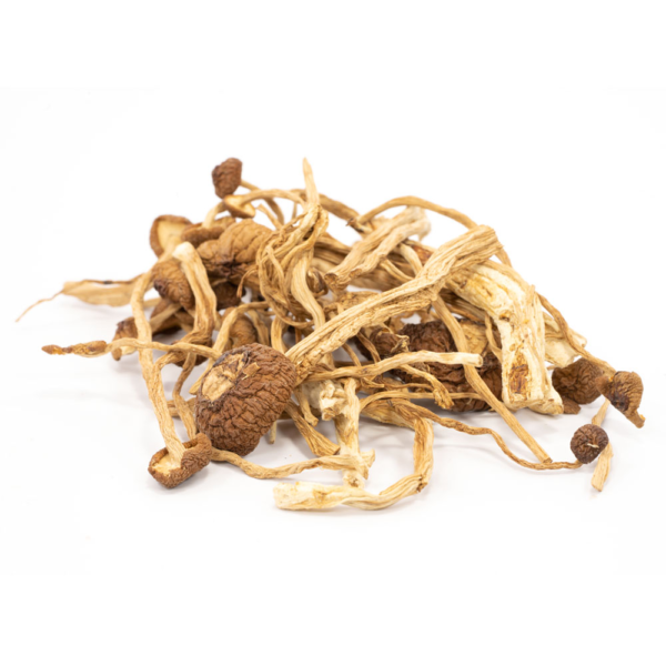 Psilocybe Mexicana (Mexican Cubensis)