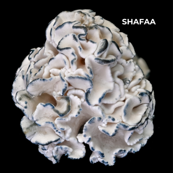 Enigma Mushrooms